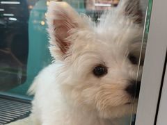 -FAELING PETS美天灵宠物(合生汇店)