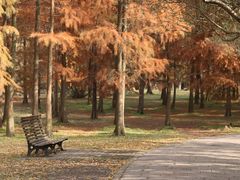 -上海共青森林公园