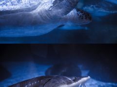 -海合安成都极地海洋公园
