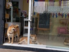 -柴犬高等学院·狗咖·柴犬售卖·宠物训练