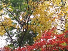 -成都市活水公园
