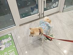 -悦宠动物医院(京丰分院)