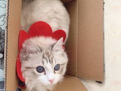 -Bastet sally猫舍购宠(静安店)