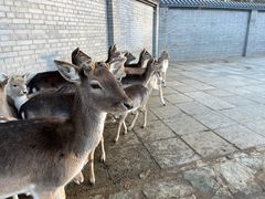 -北京野生动物园