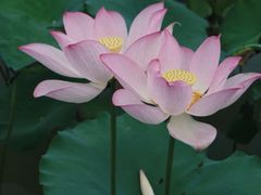 -梅州天地人花园酒店(梅县人民广场店)