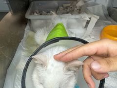 -爱侣宠医·鹦鹉专科·小型哺乳类·异宠专科(灵石路店)