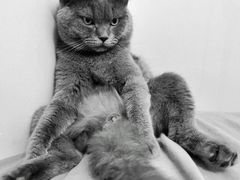 -袖虎·猫馆(体育西路店)