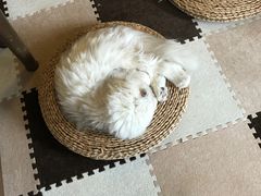 -猫猫幼稚园·撸猫·桌游·电玩