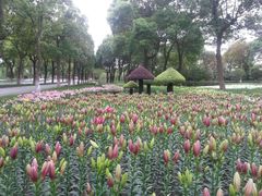 android_upload_pic-上海鲜花港