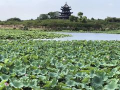 -上海海湾国家森林公园