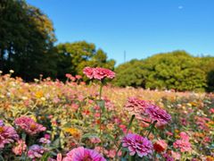 -上海共青森林公园