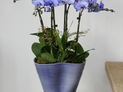 -F.Story 花和故事(新天地店)