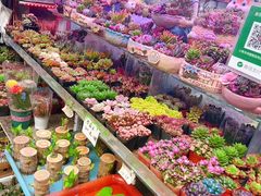 -花鸟鱼虫鲜花绿植市场(玉泉路店)