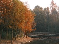 -长广溪湿地公园