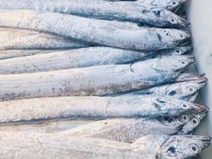 刀鱼-青岛沙子口国家中心渔港