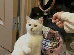 -伟伟宠物医院·瑞派猫友好医院·猫科(光谷店)