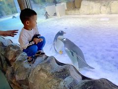 -芜湖新华联大白鲸海洋公园