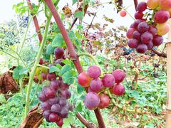 -新概念来凤鱼(璧山店)