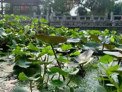 -东台西溪天仙缘景区
