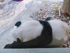 -广州长隆野生动物世界