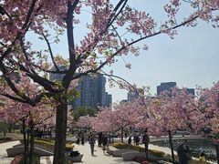 -新江湾城公园