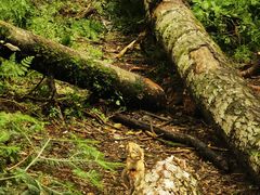 -五营红松林海景区