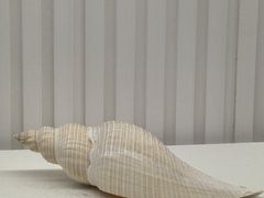 -青岛贝壳博物馆