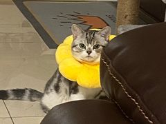 -天使宠物医院·犬猫分诊(彩虹店)