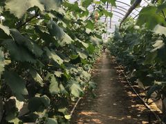 -马陆小张葡萄园农家乐