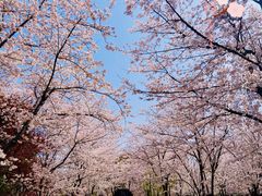 -顾村公园