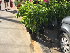 -金陵花卉交易市场