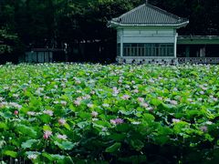 -荔湾湖公园