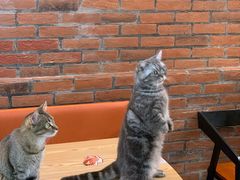 -豆逗聊愈猫阁Easy Life