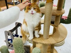 -喵园·猫主题咖啡厅·撸猫·猫咖(国贸店)