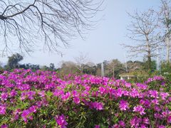 -中国科学院西双版纳热带植物园