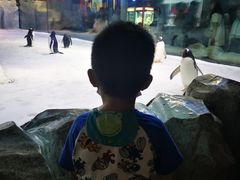 -芜湖新华联大白鲸海洋公园