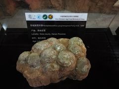 -中国西峡恐龙遗迹园