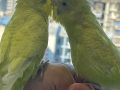 -怪兽屋·羊驼·猫咖·狗咖(俊华广场店)