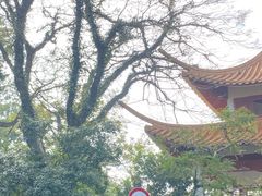 -深圳仙湖植物园