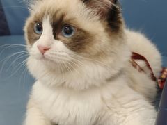 -北京观赏动物医院·24小时大型综合·猫专科·异宠专科