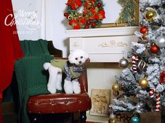 -超宠爱宠物摄影-Super pet