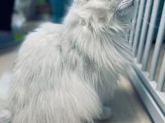 -猫在这儿猫咪咖啡馆·撸猫馆