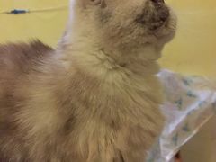 我可爱吗-猫色咖啡·猫咖
