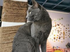 -喵屿·大理花园猫咖