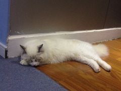 iphone_upload_pic-喵的天空名猫咖啡馆·撸猫·猫舍·用品