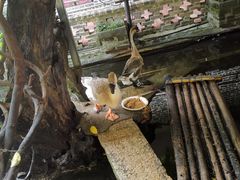 -优之名鹅城
