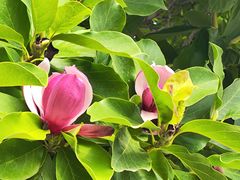 -丽泽山庄·生态怀柔菜·虹鳟鱼(红螺寺店)
