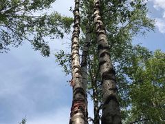 -峡谷浮石林景区