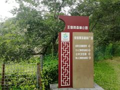 -王借岗森林公园