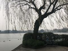 -西湖外事游船(花港观鱼码头)